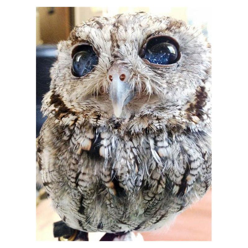 5D DIY Διαμαντοζωγραφική Κουκουβάγια Κιτ Σταυροβελονιάς Πλήρης Τρύπα Στρογγυλή Κέντημα Μωσαϊκό Κινούμενα Σχέδια Τέχνη Εικόνα από Στρας Διακόσμηση Δώρο