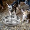 Thickened Stainless Steel Large Size Pig Feeder Convenient Pig Feeding  Trough Food Container Pig Farms Livestock Feeding Manger