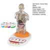 Modello Corpo Umano per Bambini Anatomia Umana Interattiva Modello Parlante Anatomico Realistico Giocattolo Educativo Regali per Bambini di Età 8-13