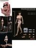 1/12 Scale Female Seamless Body With Super Flexible Articulation For Creative Play