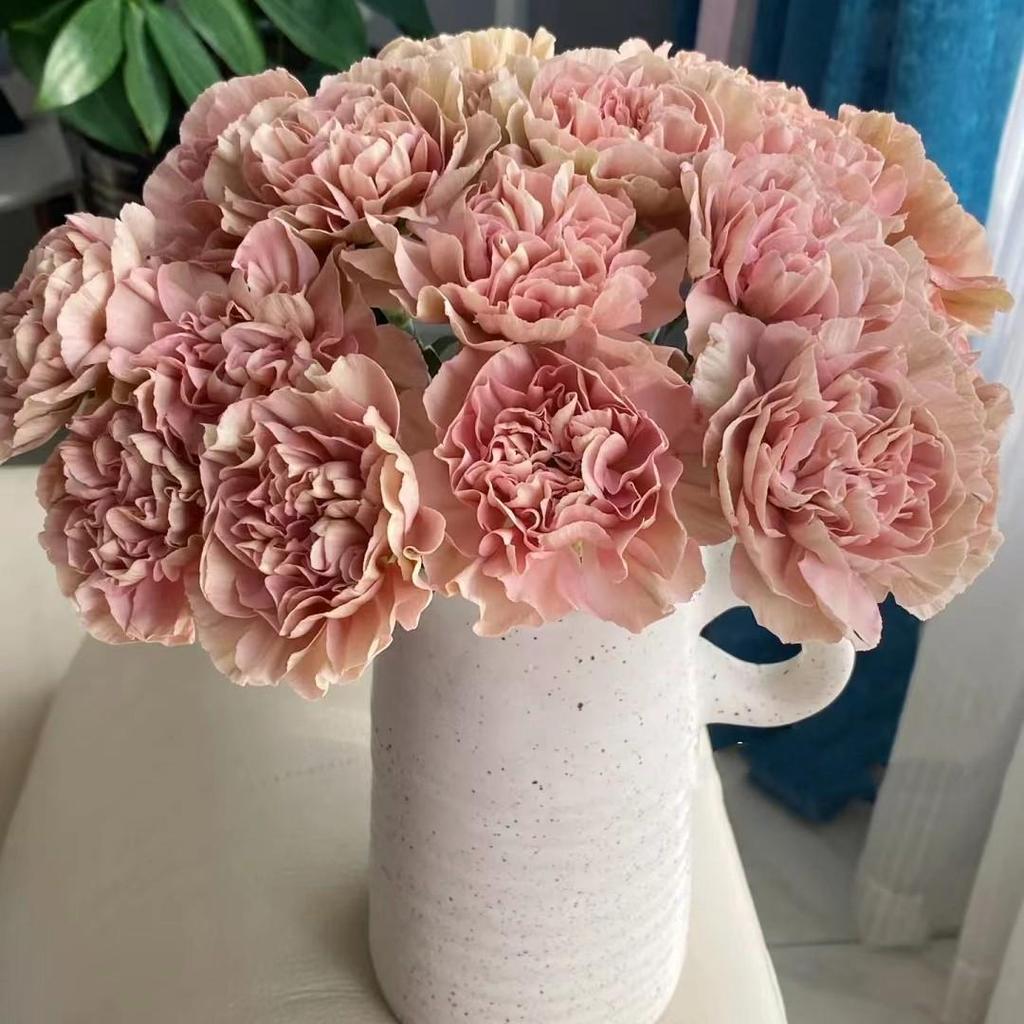 Carnation Fresh Cut Flowers for Teacher's Day, Women's Day, Family Arrangements, and Goddess Day Gifts.