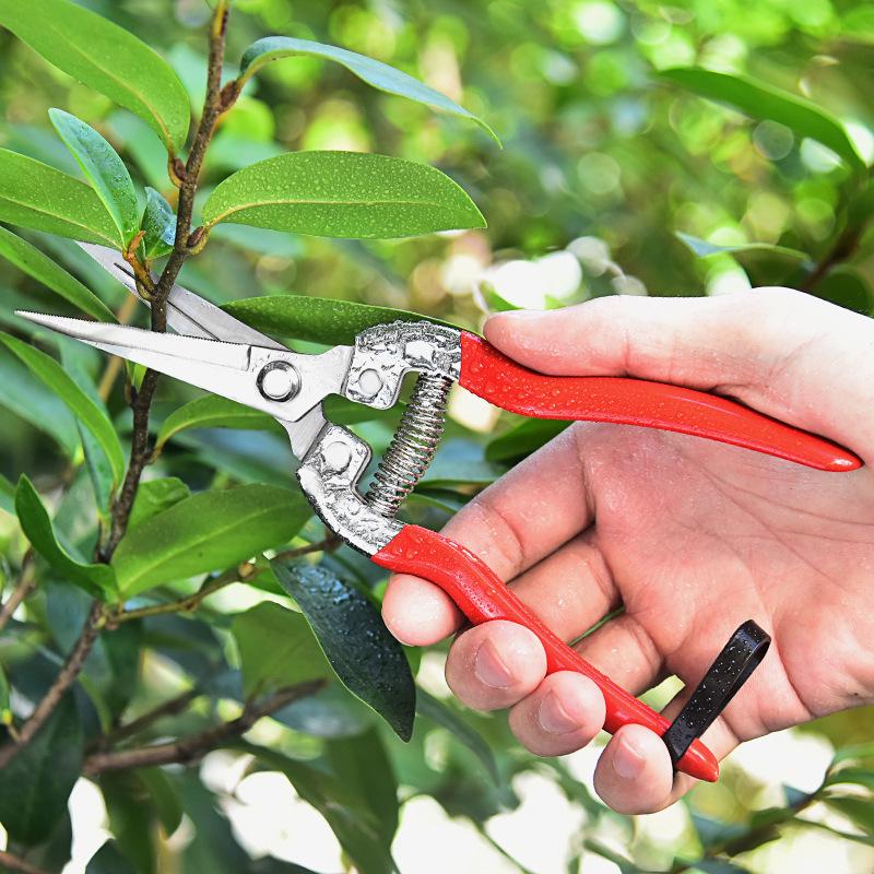 Grapefruit & Orange Orchard Pruning Shears - Versatile Gardening Scissors for Fruits, Vegetables, Thinning, and Prickly Ash