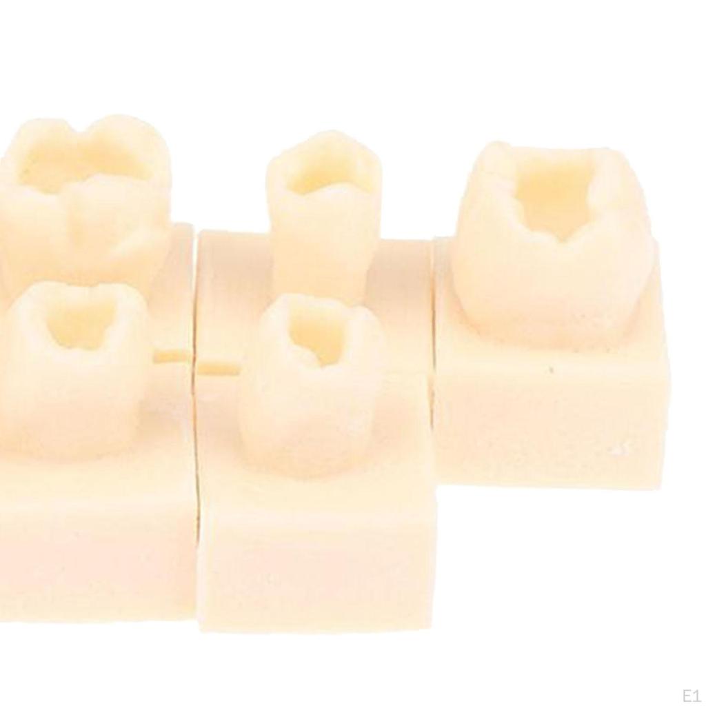 8Pcs Resin Teeth Model Set Practice Tools Tooth Models for Teaching Study