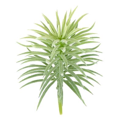 Artificial Pine Plant Simulation Home Office Ornament Plant Decoration