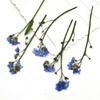 Art Candle Making Natural Card Pressed Flower Don't Forget Me Forget-Me-Not with Stem Dried Flowers