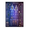 Muskel- und Skelettsystem Anatomisches Poster-Set Menschliches Skelett & Muskelanatomie Einseitig 19" x 27"""