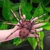 Spider Model Lifelike Exquisite Simulated Large Spider Toy for Teaching Entertainment Brown