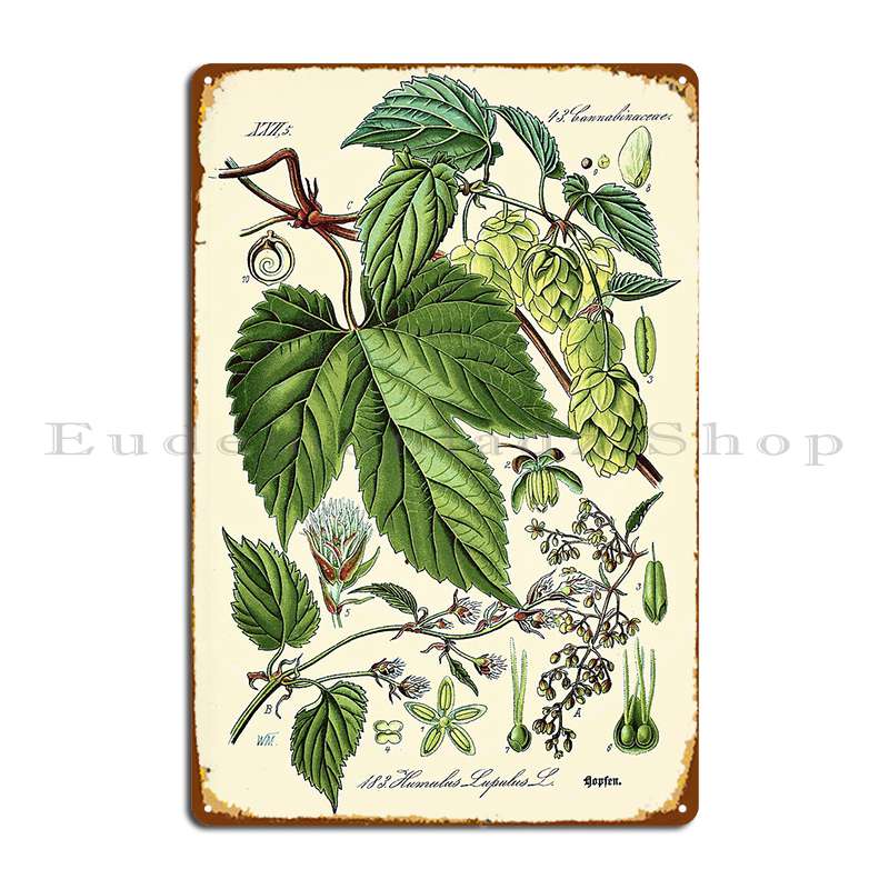 

Humulus Lupulus Common Hop Or Hops Vintage Botanical Illustration Metal Plaque Poster Cinema Wall Decor Tin Sign Poster 20x30cm