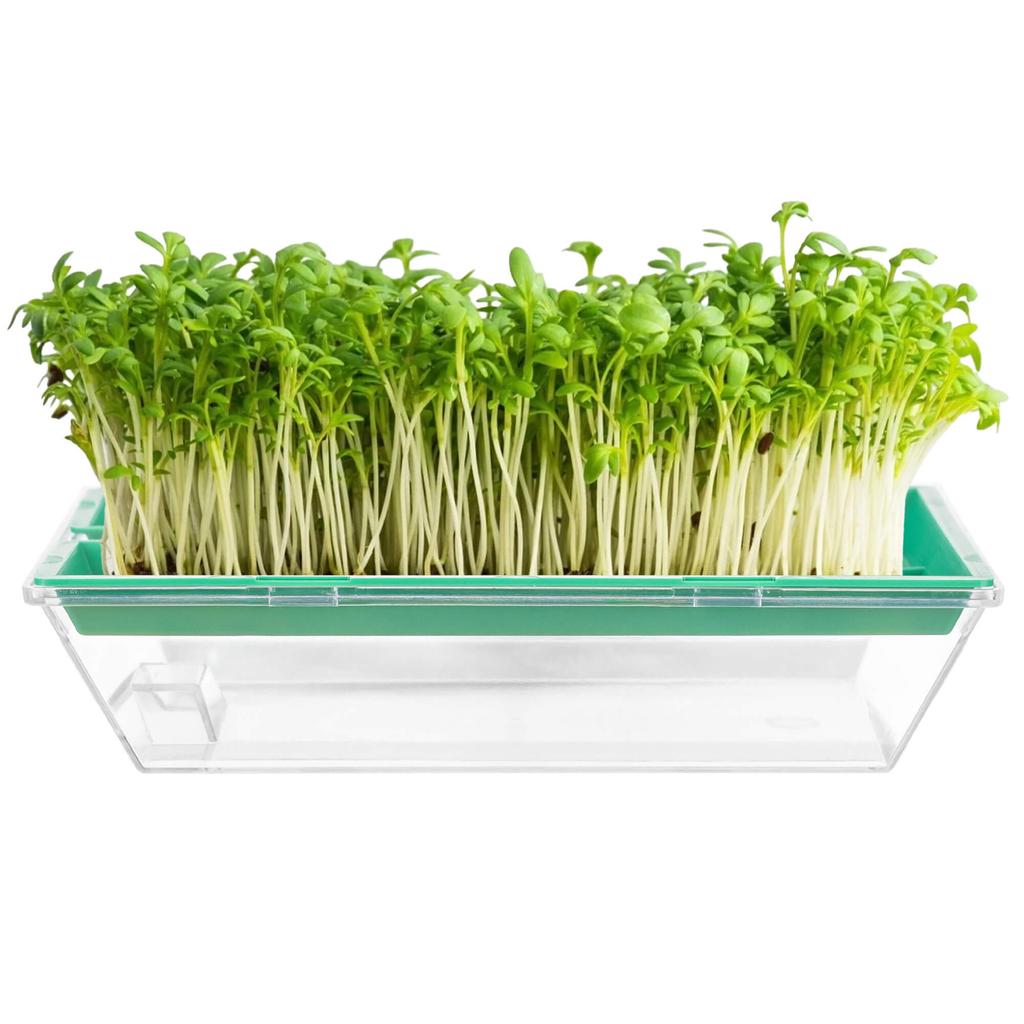 KADAX Kiełkownica Mała 16x10cm Zielona