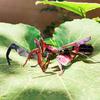 Orchid Mantis 3D Metal Puzzle Diy Handmade Animal Insect Assembly Model Building Blocks Jigsaw Puzzle Toys