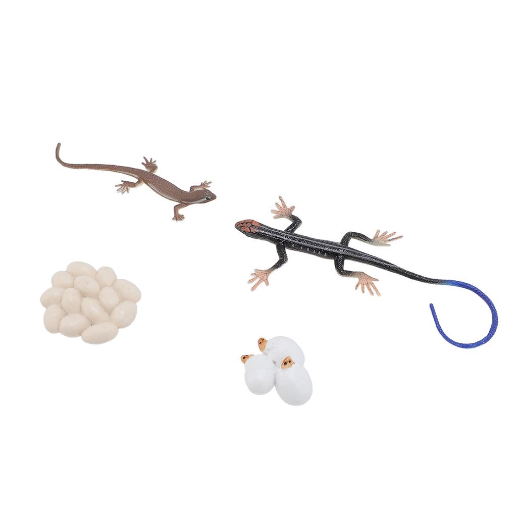 Skink Life Cycle Toy Figurines PVC High Simulation Animal Life Cycle Toy Sandbox Accessories