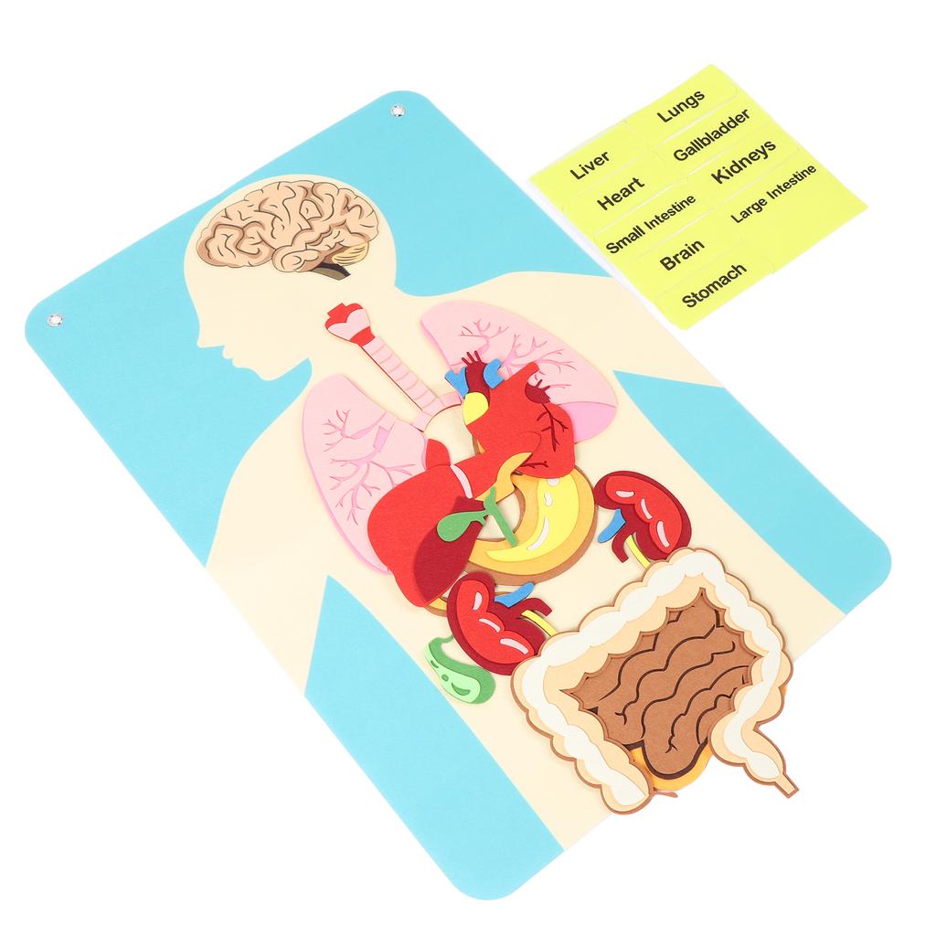 Učení částí těla Plstěná příběhová tabule Set Rané učení Plstěný model lidských orgánů Těla Nástěnná dekorace