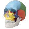 Skull Model with Movable Skull and Disassembly Included [Fellezza] Life-Size Teeth, Skeleton,