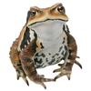 Nature Technicolor Japanese Frogs Special Edition Japanese Toad Gacha Capsule Toy