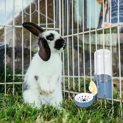 Water Dispenser 500ml Guinea Pig Water Dispenser Automatic Pet Water Dispenser Small Animal Cage Water Feeder For Bunny