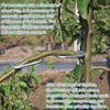 Fruit Tree Branch Shape Fixator Garden Yard Trees Support Holder Plants Vine Trainers M-Shaped Steel Wire Branch Bending Tools