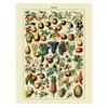 Adolphe Millot Fruit Print