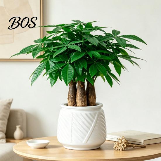Modern Decorative Flower Container Self Watering Planter with Wick Rope for Indoor Plants, Double Layer Office Green Plant Holder Transparent