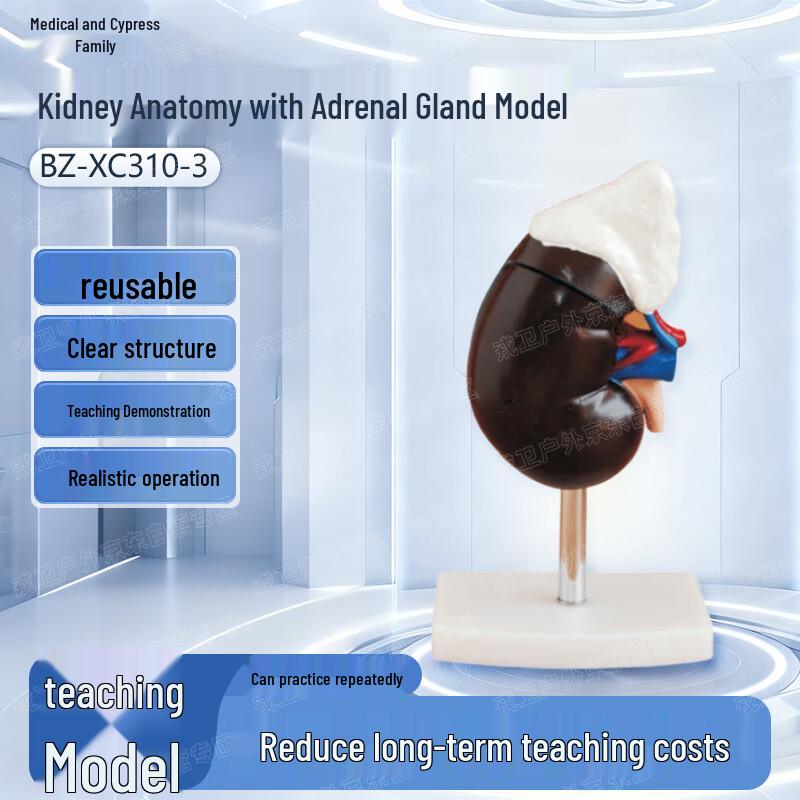 Kidney and Adrenal Gland Anatomy Simulation Model