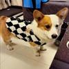French Bulldog Dog Winter Clothes Newest Pet Cardigan Sweater for Small Dogs Puppy Pug Shirts mascotas Clothing sweterek dla psa