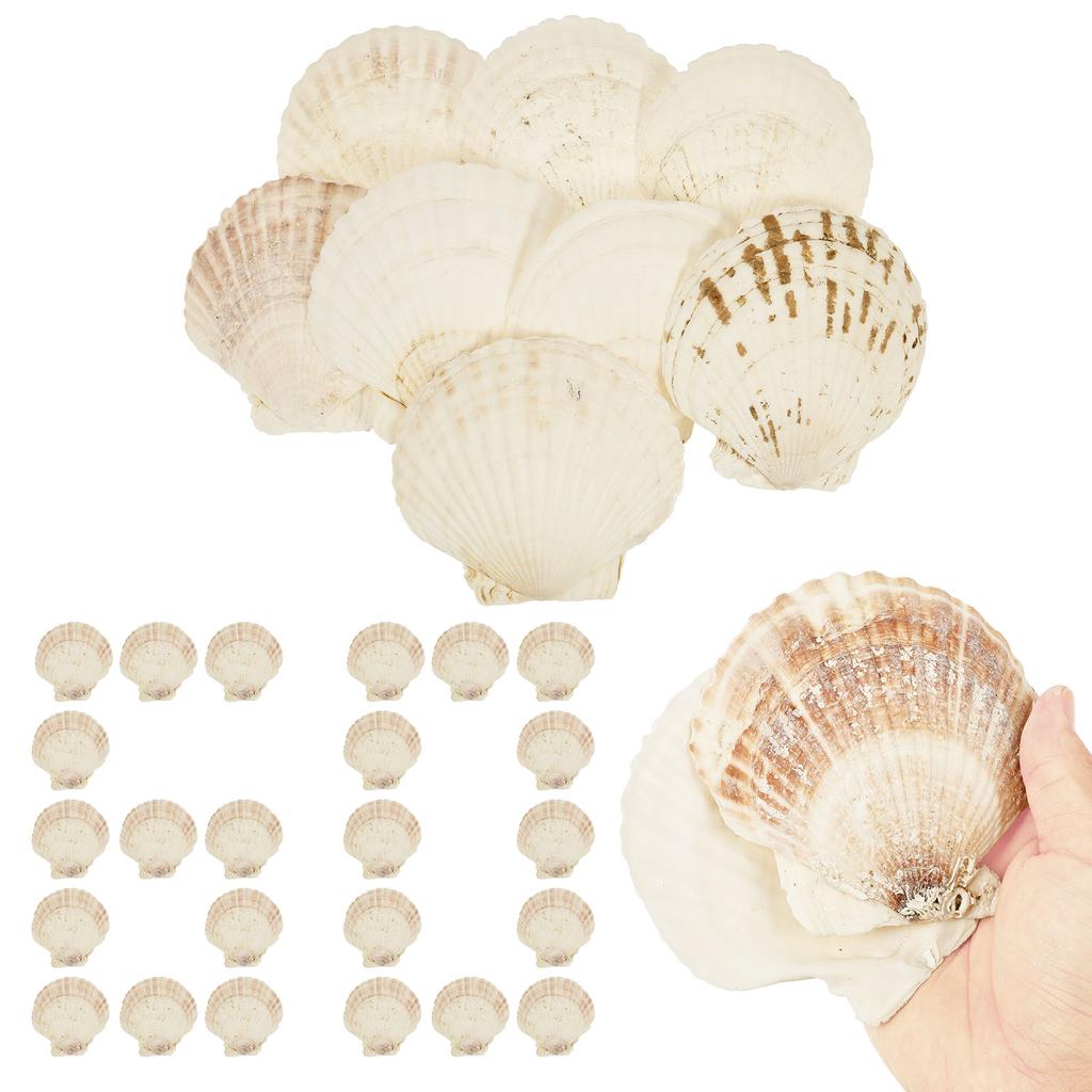 8/60 ks Přírodních mušlí hřebenatek 4-5 palců pro DIY malířské projekty Pobřežní řemesla Dekorace s plážovou tématikou Dekorace do akvária