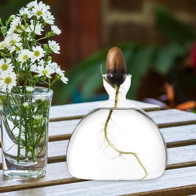 Avocado Seed Sprout Starter Vase Transparent Glass ,Avocado Tree Growing Kit for Indoor