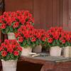 2PCS Artificial Geraniums Outdoor Silk Flowers Bush Fake Flowers for Floral Home Decor Indoor Garden Grave Cemetary Table Decor