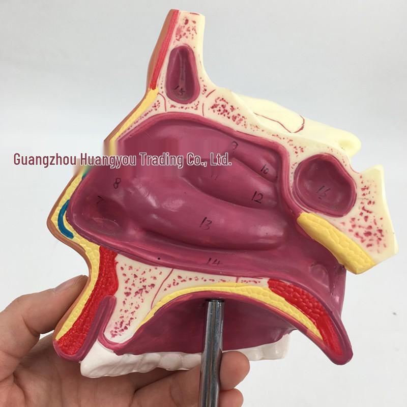 Human Nasal and Oral Cavity Anatomical Model for ENT Teaching