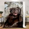 Cute Brown Puppy on Blanket for all seasons blanket lunch break throw gift
