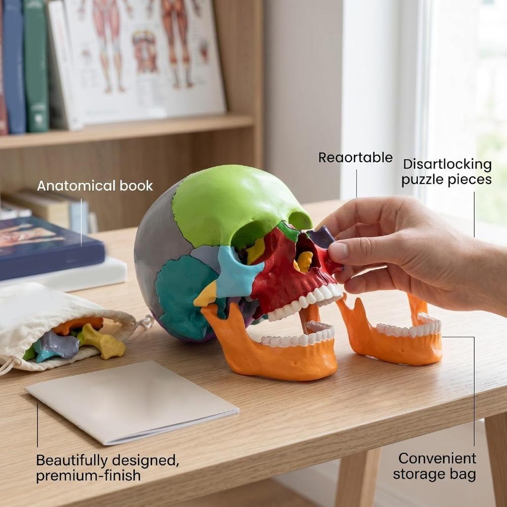 15 Parts Human Skull Model Half Size Teaching Skull Model Mini Mini Skull Model Educational Study