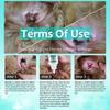 Pet Ear Cleaners For Dogs Pet Ear Canals Dogs EarMite Oil Ear MiteTreatment For Dogs And Cats EarMite Pet Ear Wash