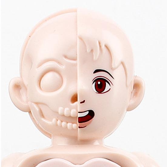 1 набор интерактивных моделей человеческого тела — фото 12