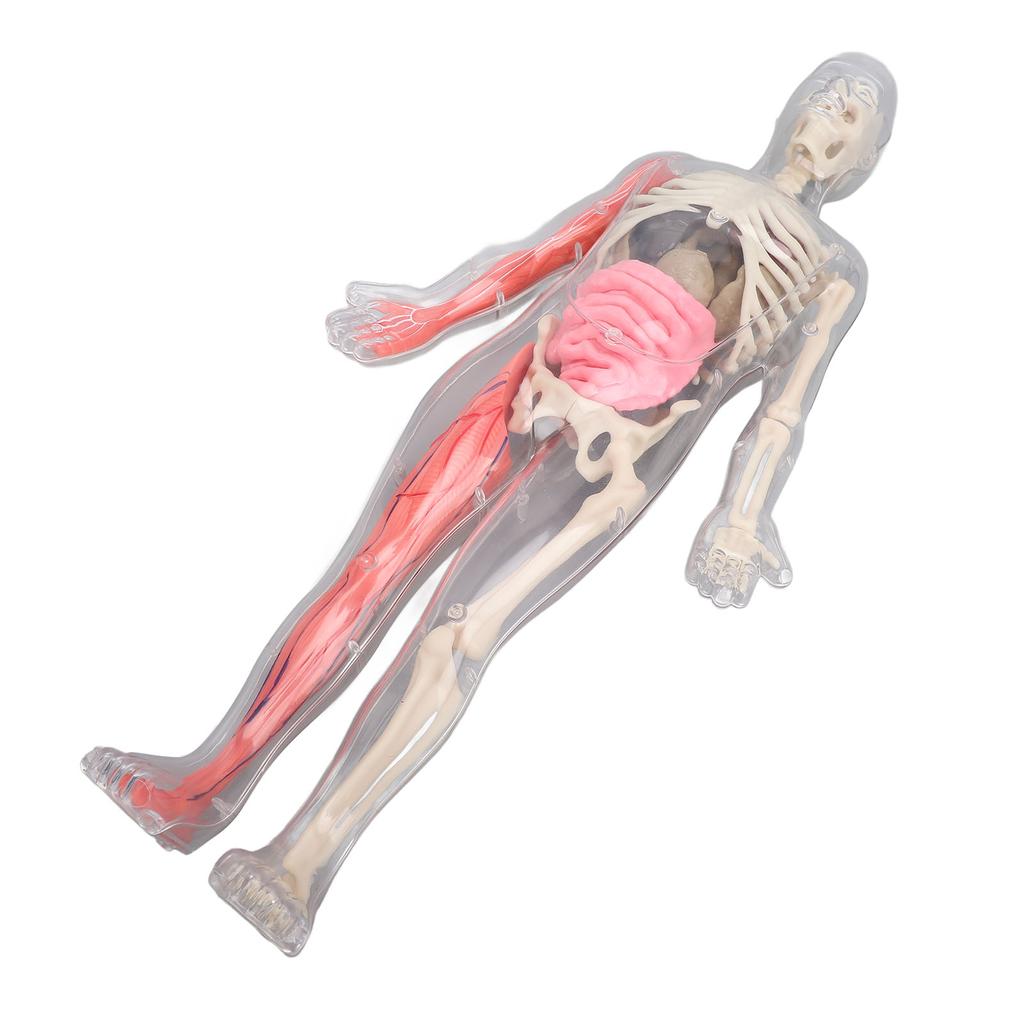 Human Body Model with Removable Organs Bones Glow In The Dark Anatomy Figure Science Kit for Kids