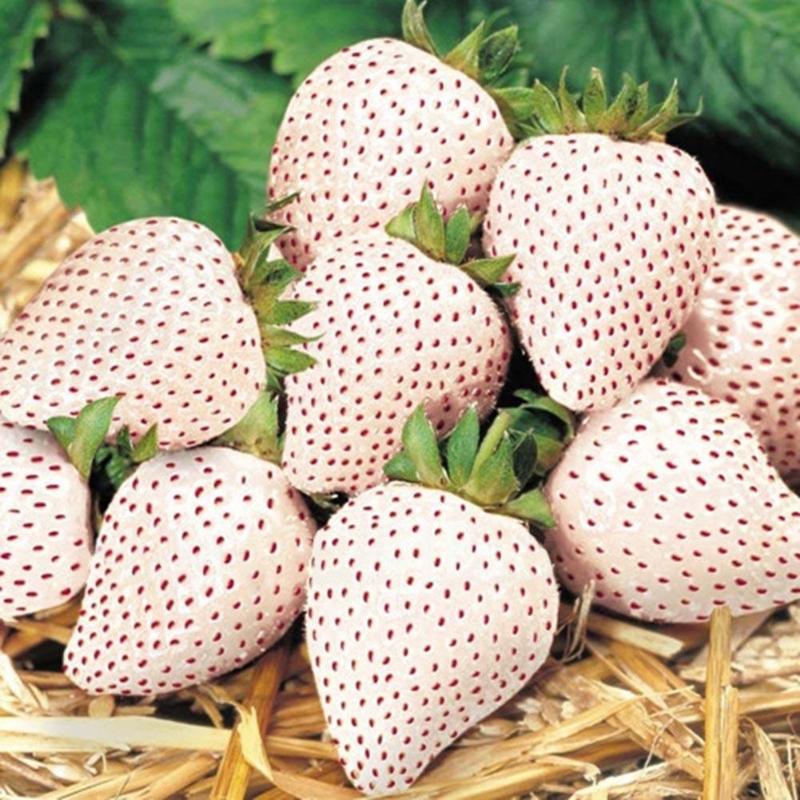 Extra Juicy Strawberry Seeds 300 Rare Strawberry Seeds For Planting -  Non-GMO Heirloom, Extra Big & Juicy Fruit