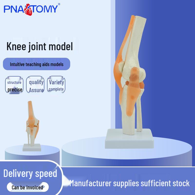 Bendable Knee Joint and Ligament Teaching Model 1:1 Scale PNT-0202