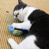 Interactive Toy for Cats Cute Plush Birds Toy Plush Birds Shape with Realistic Bird Sounds for Cats Alone Exercise