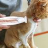 Paw Trimmer for Dogs Hair Grooming Trimmer Cordless Electric Rechargeable Quiet Pet Shaver with LED Light pet electric hair push