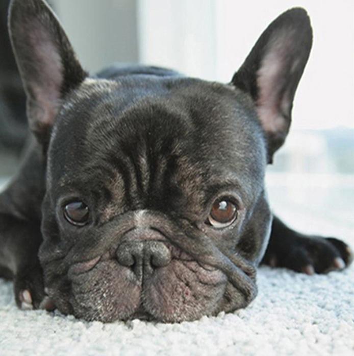 

Алмазная картина с крестом, животное, полная круглая дрель, Алмазная вышивка, собака, Алмазная мозаика, рукоделие, настенное искусство Full Round 40x40CM