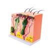 R6FF 35/50/70/85X Modello di Pelle Ingrandito Modello Anatomico della Pelle Modello Didattico Medico