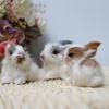 Cute Simulation Plush Rabbit Ornament Easter Furry Animal Model Bunny Miniature Home Decoration U5I0
