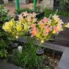 Solar Garden Lights Outdoor 7-Head Lily Light with Swaying Pole 4 Colors Waterproof Solar Powered LED String Lights for Yard Patio Pathway Energy