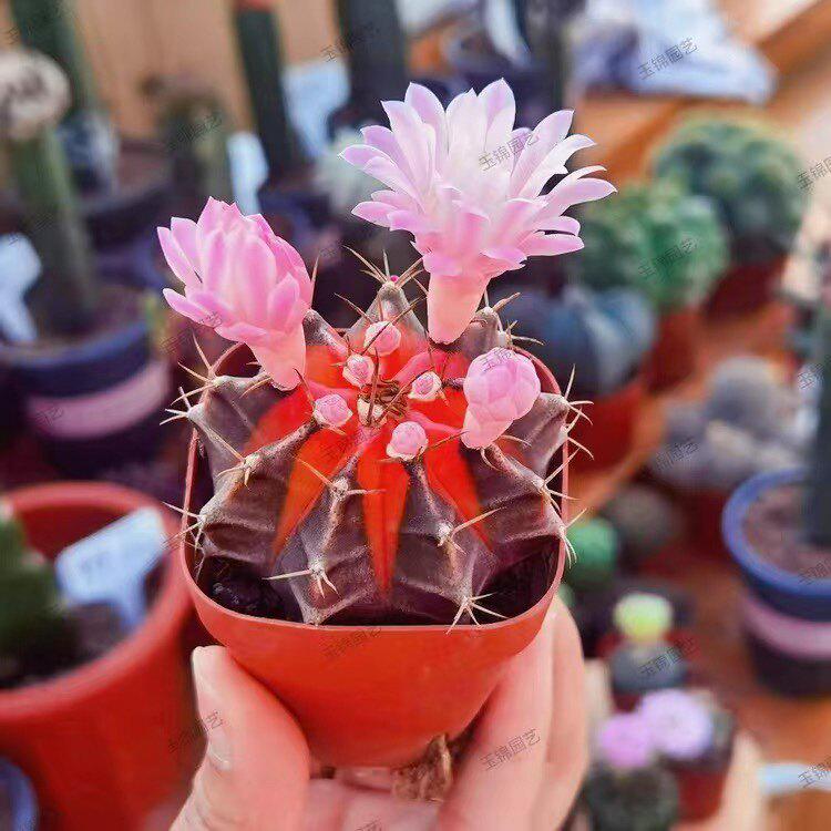 Crimson Star Cactus: Easy-Care Flowering Plant for Balcony, Living Room, or Office (Potted Plant, No Pot)