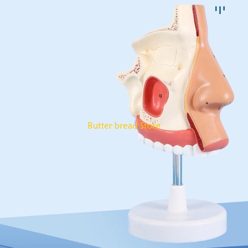 W89C Anatomical Nasal Cavity Model Life Size Nasal Anatomy Model Model China Mainland