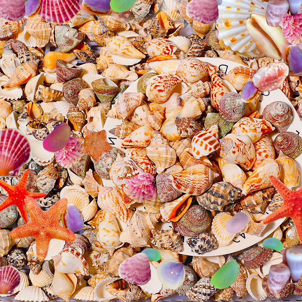 Natural Conch Blind Bag, Gift Ornament 10pc