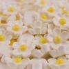 Frangipani Resin Accessories: Handmade White Flower Hair Clips, Ties, Jewelry, Cream Glue, and Phone Case DIY Kits.