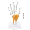 PVC Anatomical Hand Model With Functional Joints For Medicals Study And Artistic Anatomy