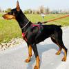 Dobermann Hundegeschirr Halsband Leine Set Spaziergang Haustier Weste Geschirre für mittelgroße große Hunde Deutscher Schäferhund mascotas Kette Zubehör