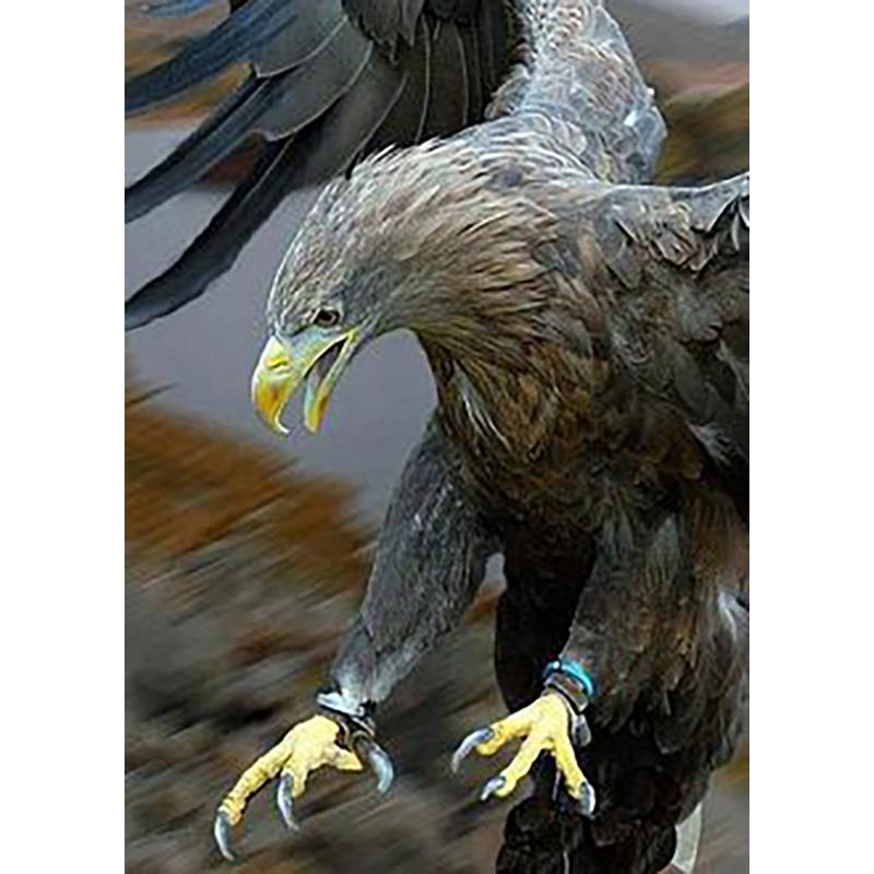 5D Diamond Painting Full Round Drill Owl Eagle Cross Stitch Animals Rhinestones Mosaic Diamond Embroidery Wall Art Home Decor