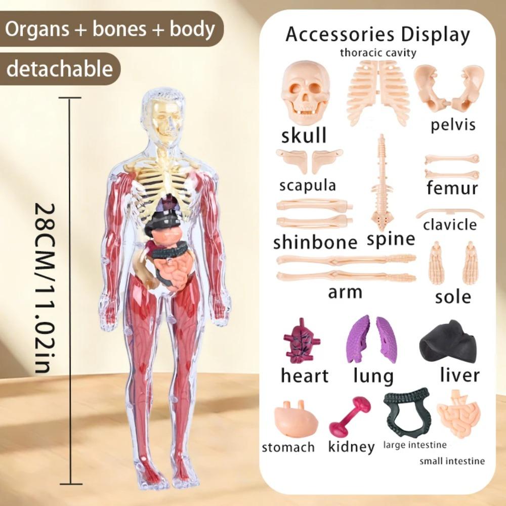 Modello Struttura Corpo Umano Smontabile Assemblato per Bambini, Scheletro Intero, Scheletro Organi, Giocattolo Simulazione Anatomia Medica