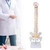 Vertebral Column Model Flexible Spine Caudal Vertebra Anatomical Model with Spinal Nerves for Science Classroom Teaching